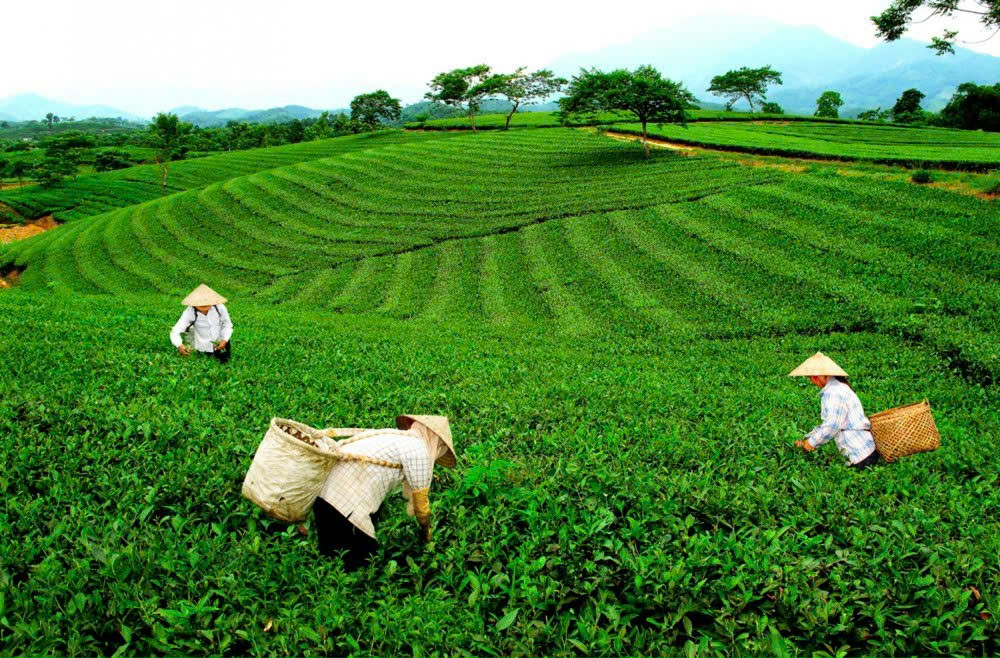 Đồi chè Thái Nguyên